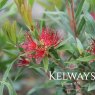 Callistemon 'Red Clusters'