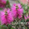 Callistemon viminalis 'Hot Pink'