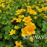 Caltha palustris