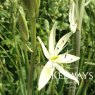 Camassia leichtlinii subsp. leichtlinii