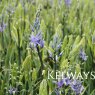 Camassia leichtlinii subsp. suksdorfii Caerulea Group