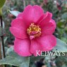 Camellia Doctor King