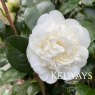 Camellia japonica 'Nobilissima'