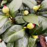 Camellia japonica 'Nuccio's Jewel'