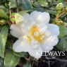 Camellia japonica 'Silver Anniversary'