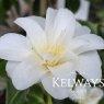 Camellia japonica 'White Swan' (4.5 litre pot)