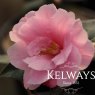 Camellia x williamsii 'Donation'