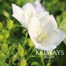 Campanula White Clips