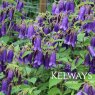 Campanula Sarastro