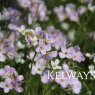Cardamine pratensis