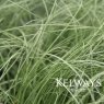 Carex comans 'Frosted Curls'