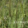 Carex pendula