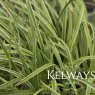 Carex 'Silver Sceptre' (v)