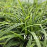 Carex sylvatica (9cm pot)