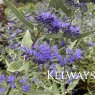 Caryopteris x clandonensis 'Dark Knight'