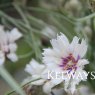 Catananche caerulea Alba