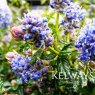 Ceanothus 'Blue Mound'