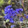 Ceanothus Blue Sapphire