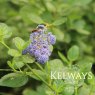 Ceanothus griseus var. horizontalis 'Yankee Point'