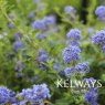 Ceanothus Southmead