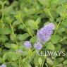 Ceanothus thyrsiflorus var. repens