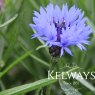 Centaurea cyanus