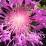 Centaurea 'John Coutts'