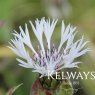 Centaurea montana 'Alba'