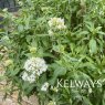 Centranthus ruber 'Albus'