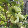 Chaenomeles speciosa 'Kinshiden'