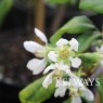 Chaenomeles speciosa 'Nivalis'