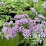 Chaerophyllum hirsutum 'Roseum'