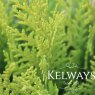 Chamaecyparis lawsoniana 'Stardust'