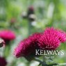 Cirsium rivulare 'Atropurpureum'