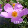 Cistus creticus