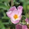 Cistus x lenis 'Grayswood Pink'