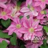 Clematis Abilene