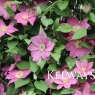 Clematis ALAINA ('Evipo056' PBR) (Boulevard Series) (EL)