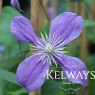 Clematis 'Arabella'