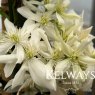 Clematis armandi