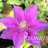 Clematis BIJOU ('Evipo030' PBR) (Tudor Patio Series) (EL)