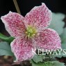 Clematis cirrhosa var. purpurascens 'Freckles' (C)