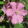 Clematis Comtesse de Bouchaud