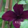 Clematis Dark Eyes