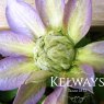 Clematis DIAMANTINA ('Evipo039' PBR) (EL)