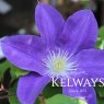 Clematis DIANA'S DELIGHT ('Evipo026' PBR) (Boulevard Series) (EL)