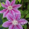 Clematis 'Doctor Ruppel' (EL)