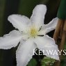 Clematis 'Gillian Blades' (EL)