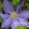Clematis 'H.F. Young' (EL)