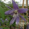 Clematis macropetala